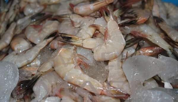Image à la une de PECHE INDUSTRIELLE AUX CREVETTES – 7,455 milliards d’ariary de recettes en six mois