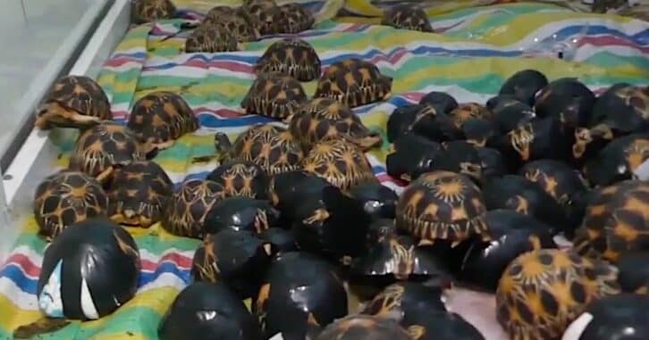 Image à la une de Trafic : 400 tortues saisies aux Comores