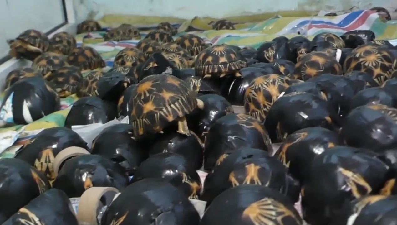 Image à la une de Quelles mesures sont prises pour combattre le trafic de tortues entre Madagascar et les Comores?