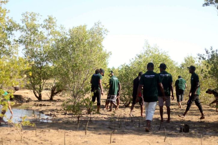 Image à la une de Toliara : Reforestation de la forêt de mangroves d’Ambondrolava