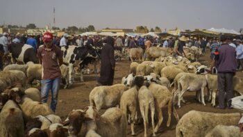 Image à la une de Quelles solutions le Parlement marocain envisage-t-il face à la pénurie de moutons pendant l’Aïd ?
