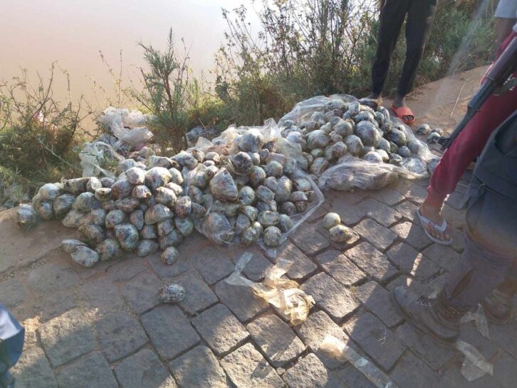 Image à la une de TRAFIC –  Plus de 300 tortues étoilées retrouvées dans les rues de Sabotsy Namehana