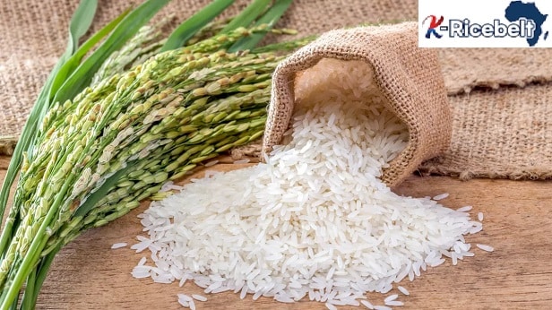 Image à la une de Corée du Sud K- Rice-Belt. Madagascar intégré dans ce projet porteur d’espoir pour le développement rizicole