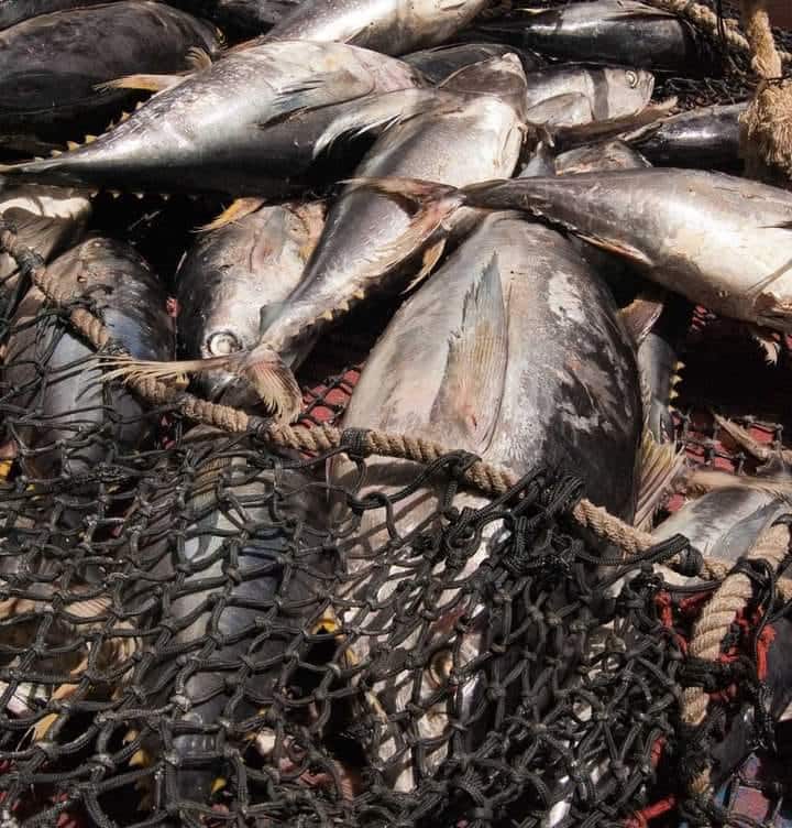 Image à la une de Quels changements dans les licences de pêche industrielle aux thons en 2024 à Madagascar?