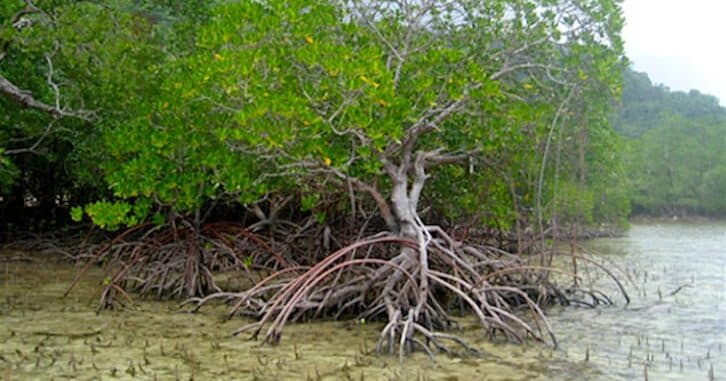 Image à la une de 497 650 USD pour la protection des mangroves