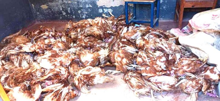 Image à la une de Ambohidratrimo : Une centaine de poulets abattus, découverts dans une forêt