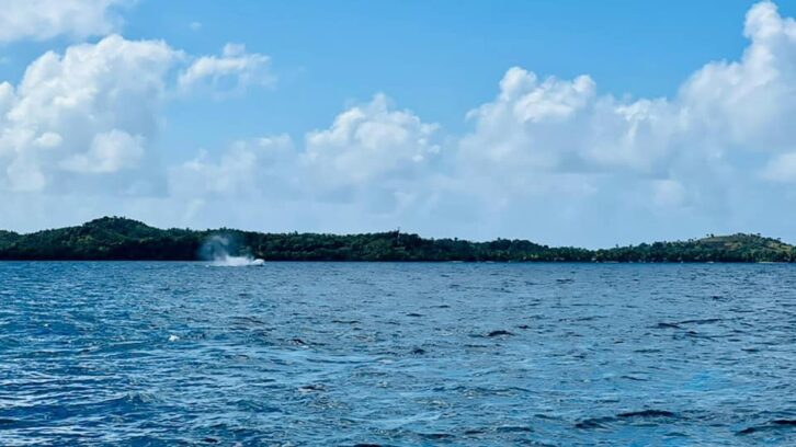 Image à la une de TOURISME – Une offre promotionnelle pour 120 festivaliers qui souhaitent rejoindre Sainte Marie dans le cadre du Carnaval des baleines