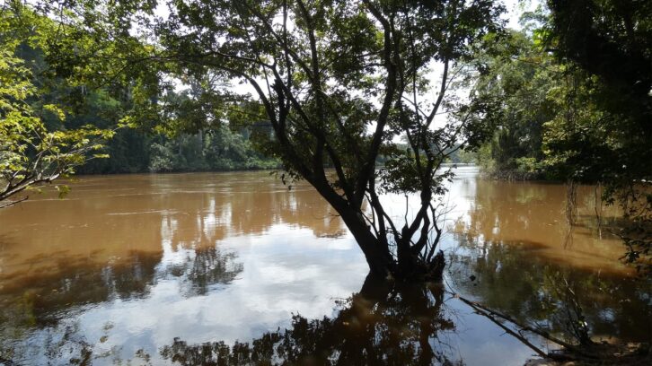 Image à la une de En Côte d’Ivoire, le spectre d’une pollution au cyanure dans le fleuve Cavally