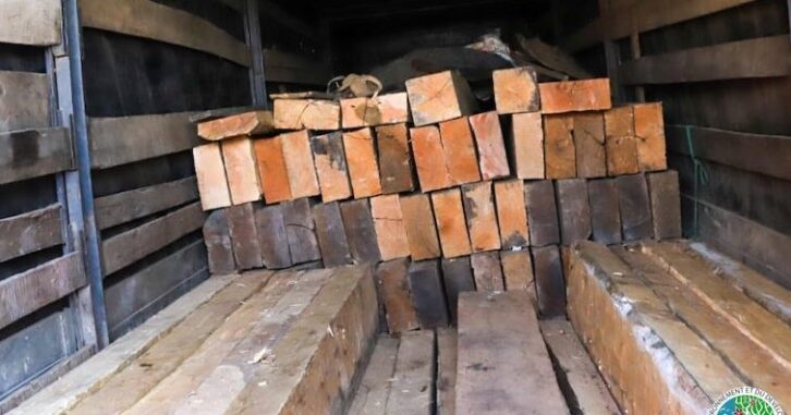Image à la une de Trafic de bois précieux : 122 palissandres saisis, 11 personnes placées à Tsiafahy