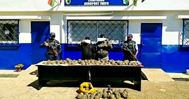 Image à la une de Trafic : 208 tortues radiées saisies à Ivato
