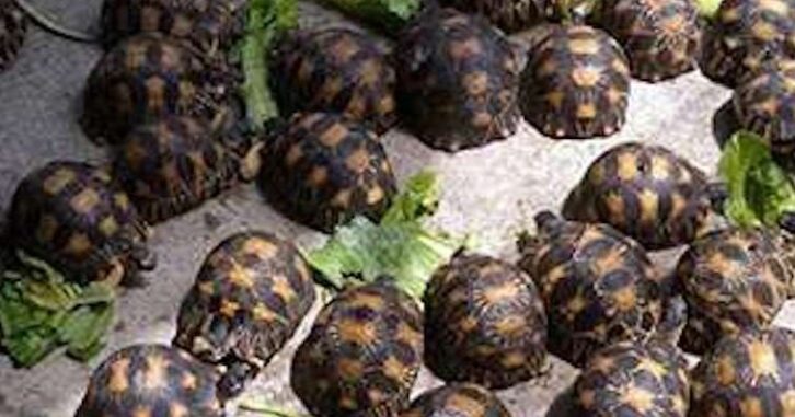 Image à la une de Rapatriement de 400 tortues saisies aux Comores