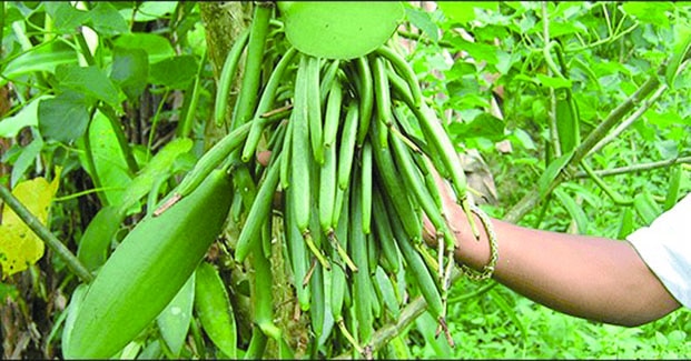 Image à la une de Vanille verte – Récolte prometteuse dans la Région de Sofia