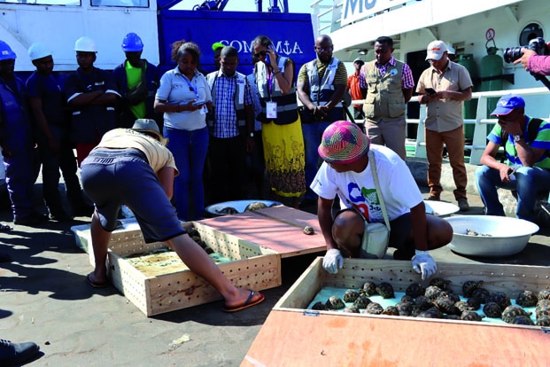 Image à la une de Rapatriement d’espèces sauvages – 90 tortues ramenées des Comores n’ont pas survécu !