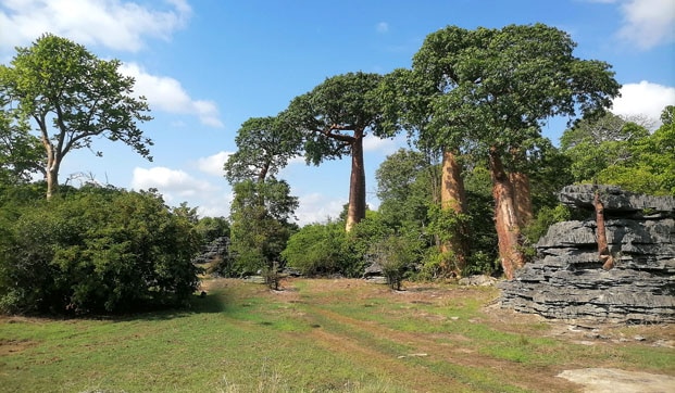 Image à la une de Tourisme de niche – Création d’un camp safari haut de gamme dans les « Tsingy »