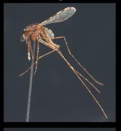 Image à la une de Projet RISE : Zoom sur les missions SurvAno dont le but est de surveiller l’arrivée éventuelle d’Anopheles stephensi, vecteur de paludisme, à Madagascar