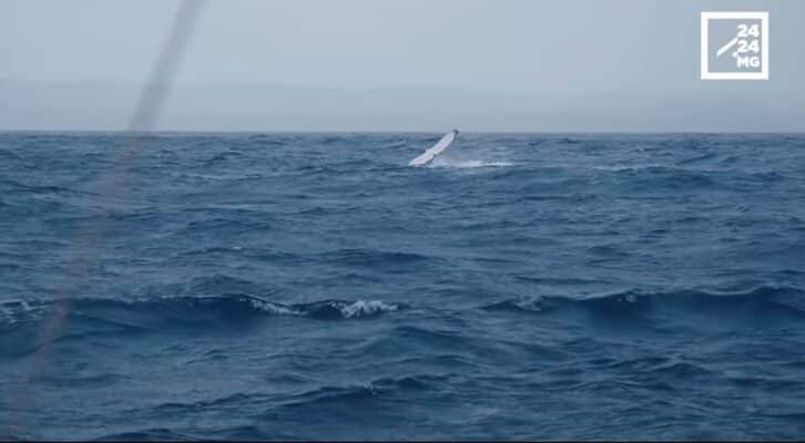 Image à la une de EXCURSION – Un safari dans les eaux de Sainte-Marie avec les baleines à bosse en guest stars