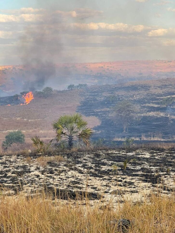 Image à la une de ENVIRONNEMENT – Des terrains reboisés brûlés