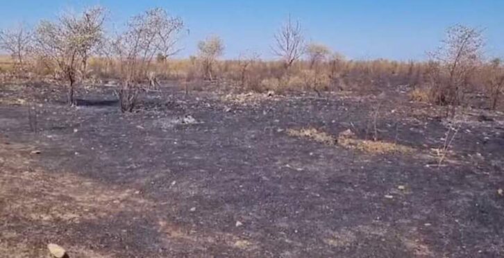 Image à la une de STATION FORESTIÈRE MAROHOGO RN4 – Cinq hectares d’arbres brûlés