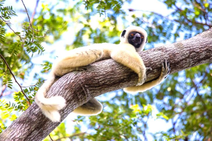Image à la une de Tsingy de Namoroka : Ouverture prochaine d’un nouveau Safari Camp