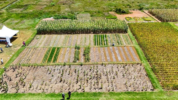 Image à la une de Autosuffisance alimentaire – Formation d’un million d’agriculteurs à la technique « Pfumvudza »