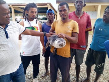 Image à la une de Une otarie pêchée à Taolagnaro, une première depuis plusieurs années