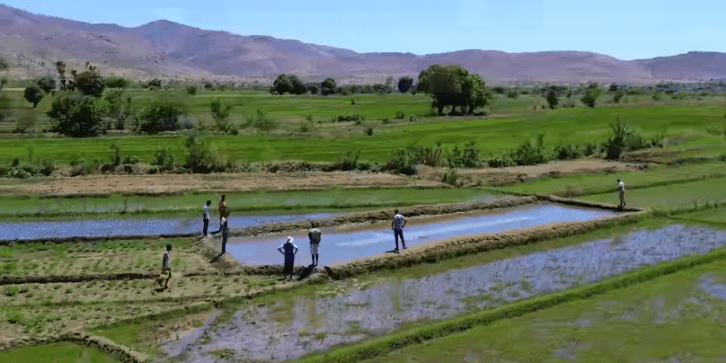 Image à la une de Le programme AFAFI Sud : transformation durable du secteur agricole dans le sud de Madagascar