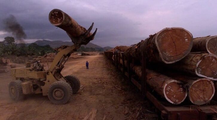 Image à la une de À la recherche de moteurs de croissance, le Gabon relance l’exploitation d’un bois précieux