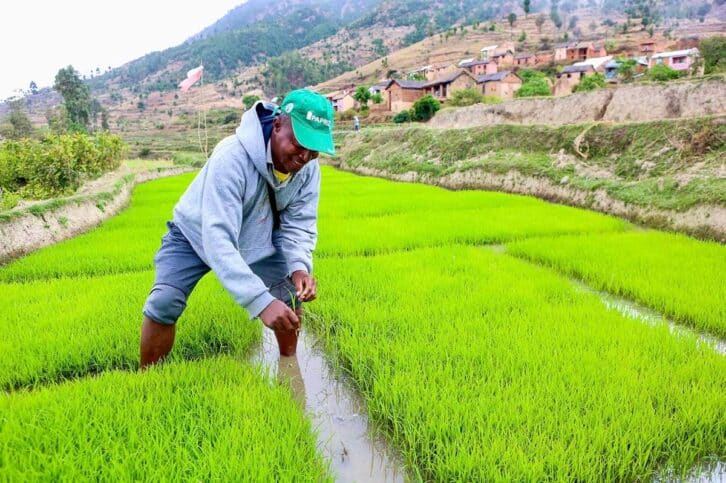 Image à la une de PROJET PAPRIZ – Des riziculteurs voient leur production augmenter