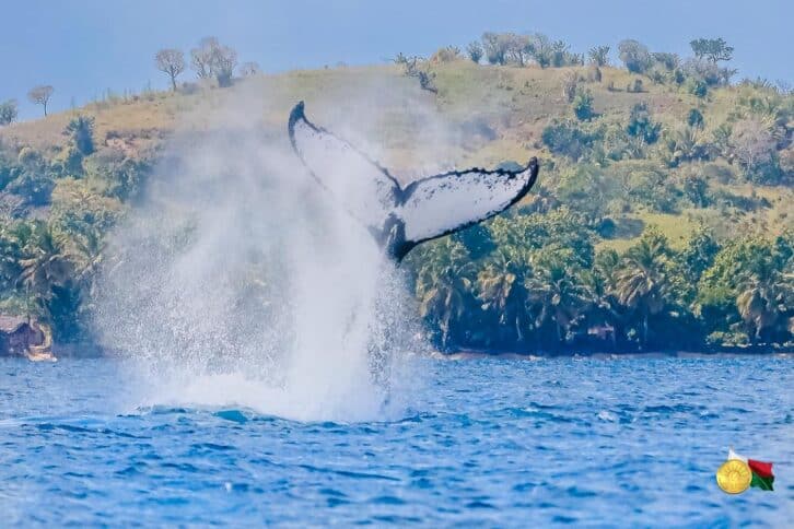 Image à la une de FESTIVAL DES BALEINES  – Les activités débutent à Antananarivo