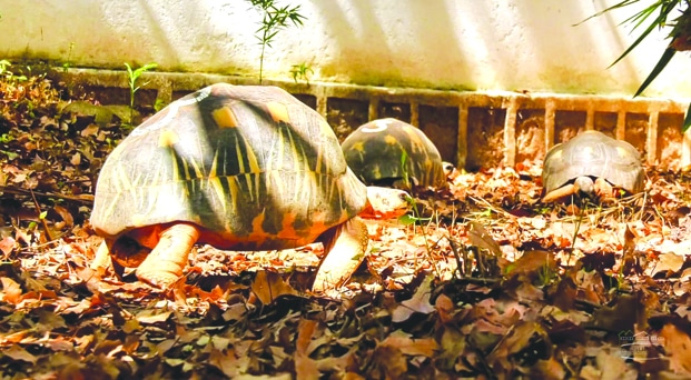Image à la une de Vols de tortues au parc de Tsimbazaza – Des agents de sécurité parmi les suspects !