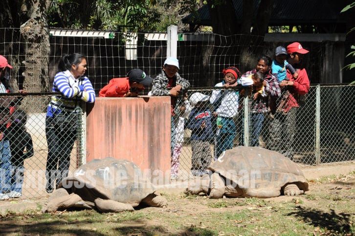 Image à la une de PARC TSIMBAZAZA – Une dizaine de tortues volées en deux nuits