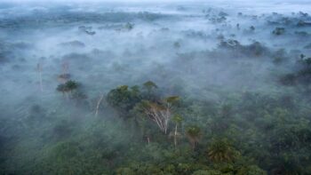 Image à la une de Pétrodollars contre forêts : comment l’Afrique peut (vraiment) profiter des crédits carbone