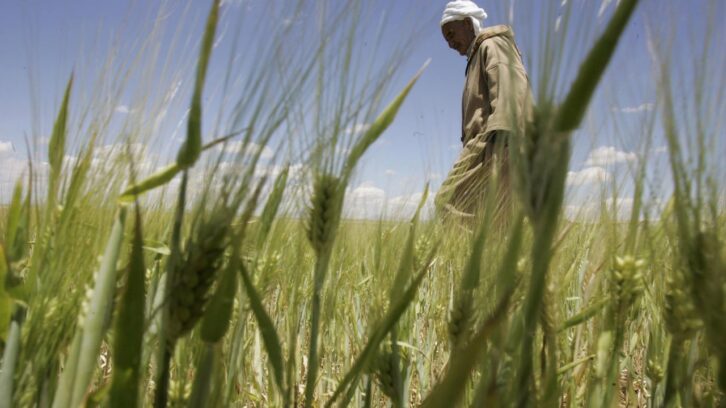 Image à la une de Derrière le boycott du blé français par Alger, l’épineuse question du Sahara occidental