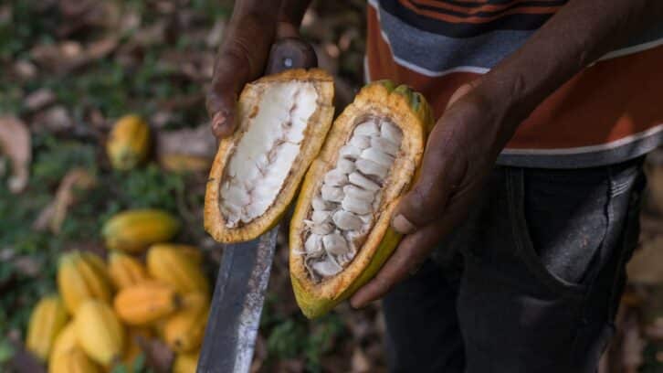 Image à la une de Opep du cacao : ce que la Côte d’Ivoire espère gagner grâce à son partenaire asiatique GCB