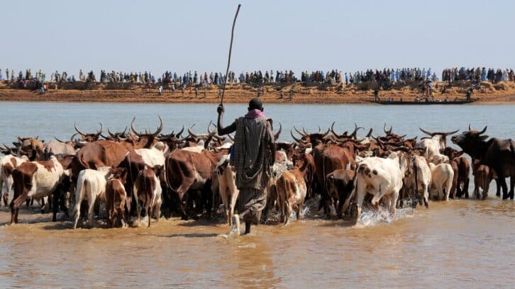 Image à la une de Au Mali, les marchés à bétail, victimes collatérales de la guerre
