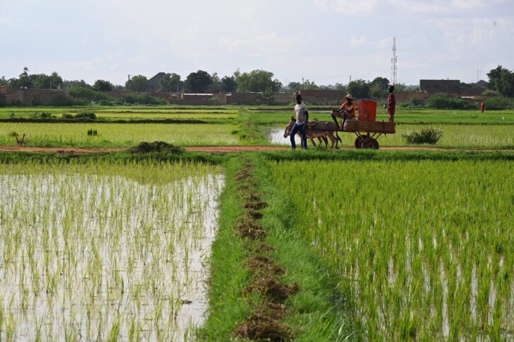 Image à la une de Le riz et les céréales du Niger à présent destinés au marché intérieur… mais aussi au Burkina Faso et au Mali
