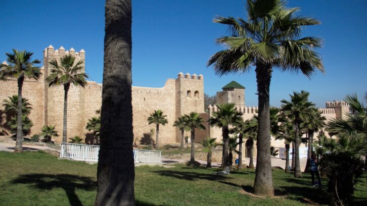 Image à la une de Plantation anarchique, coût, qualité de l’air… Vers la fin de la « palmiérisation » au Maroc ?