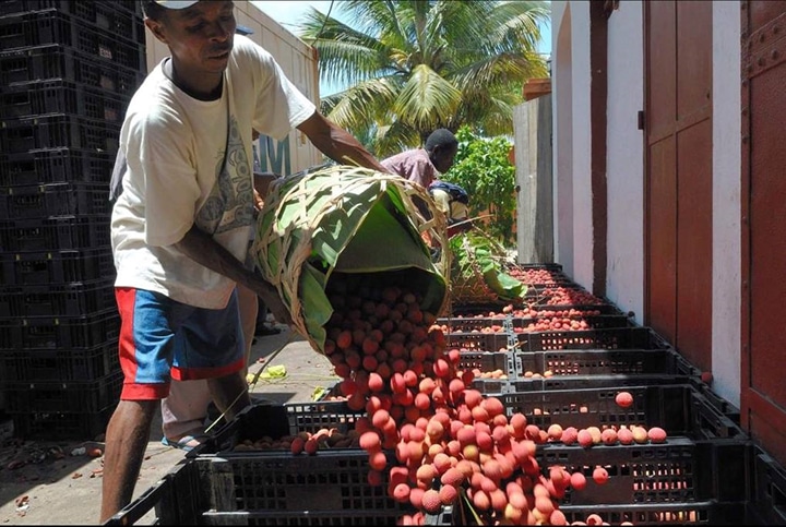 Image à la une de EXPORTATION  – Production précoce   de litchis cette année