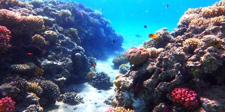 Image à la une de Ecosystèmes et espèces en péril : La planète s’approche dangereusement de plusieurs points de non-retour