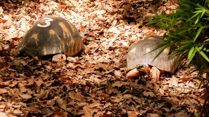 Image à la une de PARC ZOOLOGIQUE – Mobilisation de chiens-renifleurs pour traquer les “voleurs” de tortues de Tsimbazaza