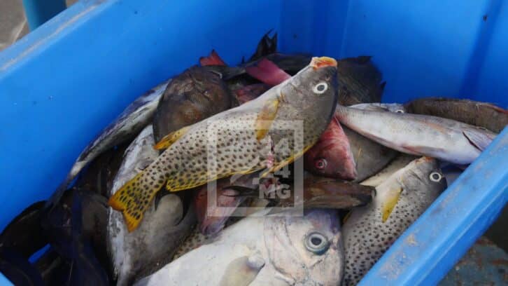 Image à la une de PÊCHE – Une baisse de 33,9% de la valeur des exportations des produits halieutiques rapportée pour le premier semestre 2024