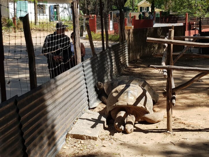 Image à la une de VOL DE TORTUES À TSIMBAZAZA — Dix agents du parc à Tsiafahy, deux à Antanimora