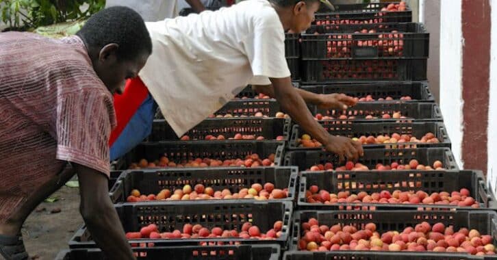 Image à la une de Campagne de litchis : la production en baisse
