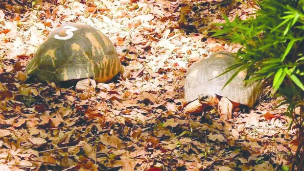 Image à la une de Disparition de tortues à Tsimbazaza – 11 employés du Parc à Antanimora et Tsiafahy