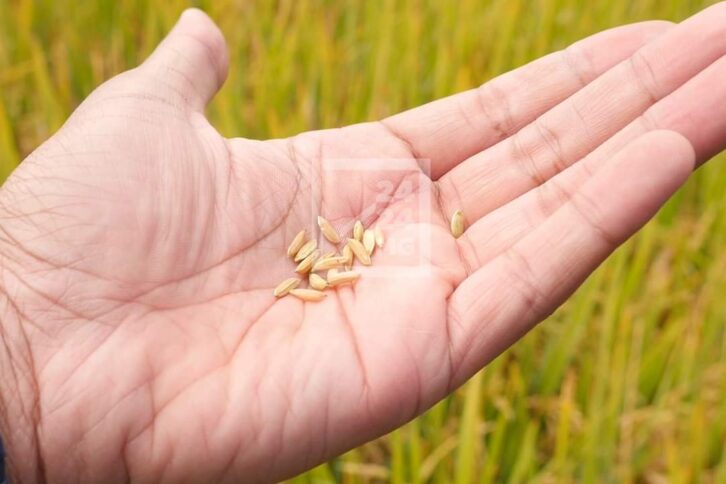 Image à la une de PROJET DE LOI DE FINANCES  – Une prévision de 573 milliards ariary d’investissement pour l’achat de semences de riz hybride