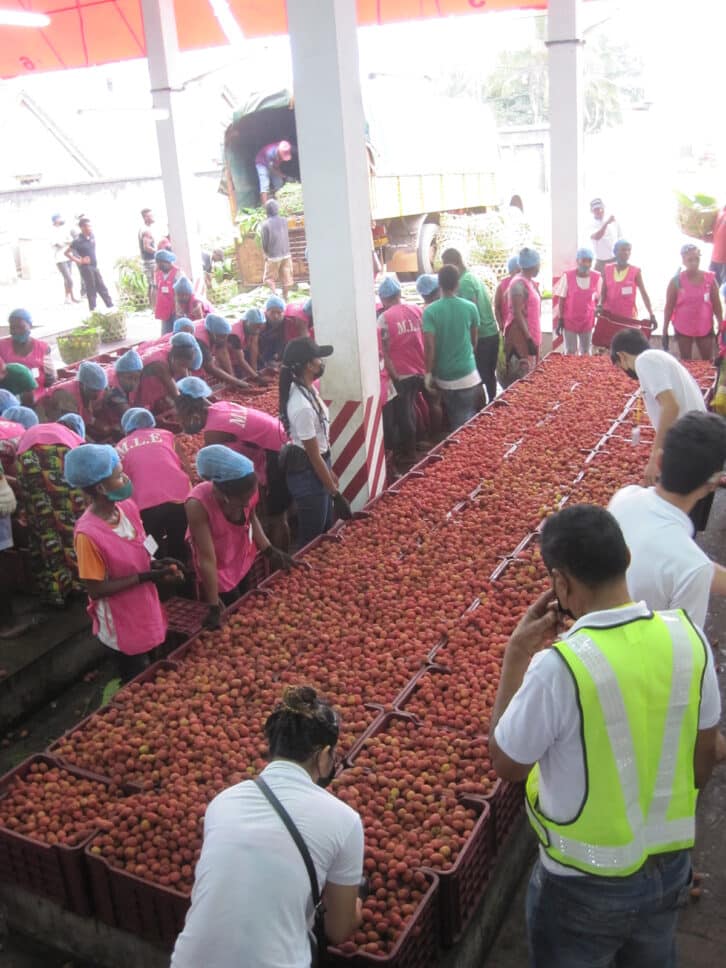 Image à la une de PRODUITS D’EXPORTATION – Ouverture de la campagne de litchis à Toamasina