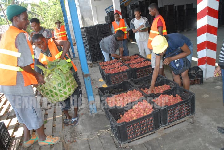 Image à la une de PRODUITS FESTIFS – Baisse de 50 % prévue pour la production de litchis 2024-2025
