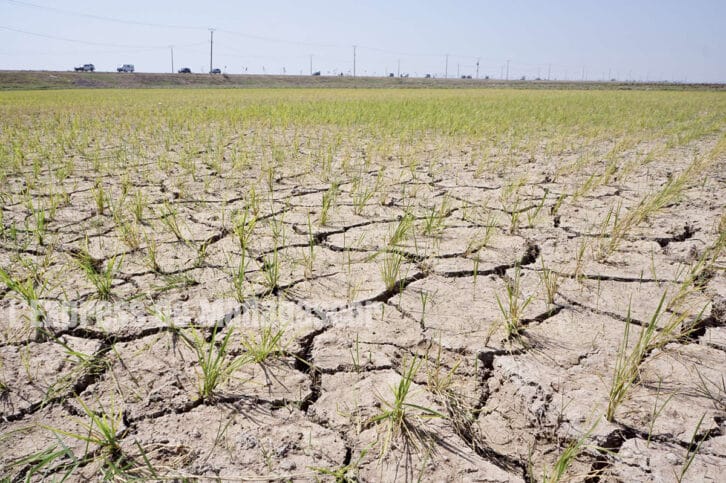 Image à la une de CLIMAT – La sécheresse empire