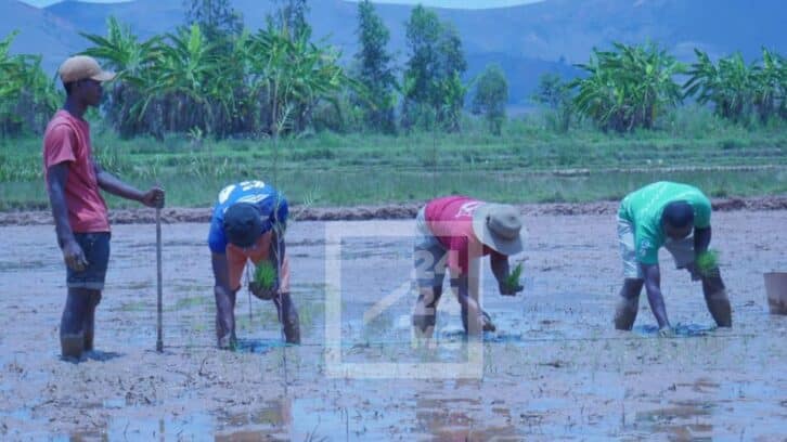 Image à la une de AGRICULTURE – La campagne agricole menacée par le manque de pluie dans l’Alaotra