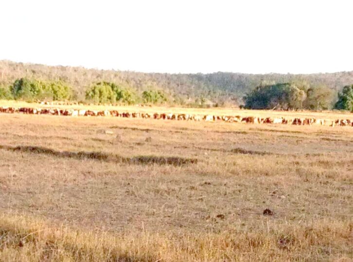 Image à la une de Antanimora Sud : Des propriétaires de zébus abattus par des dahalo